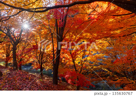 長野県上伊那郡箕輪町東箕輪　紅葉の名所もみじ湖（箕輪ダム）イベント広場付近の鮮やかな逆光のモミジ 135630767