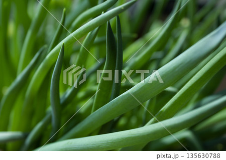 This is a close-up of a green onion. This is a close-up of a green onion. 135630788