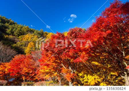 長野県上伊那郡箕輪町東箕輪　紅葉の名所もみじ湖（箕輪ダム）イベント広場付近の鮮やかなモミジ 135630824