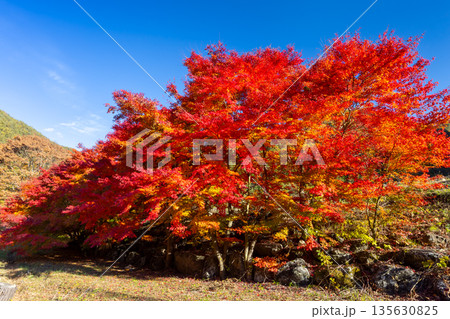 長野県上伊那郡箕輪町東箕輪　紅葉の名所もみじ湖（箕輪ダム）イベント広場付近の鮮やかなモミジ 135630825