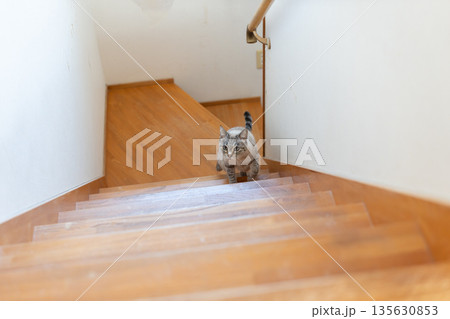 階段を上る猫　シャムトラ猫 135630853