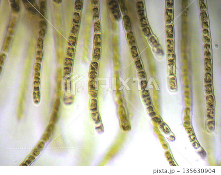 モズクの顕微鏡写真 135630904