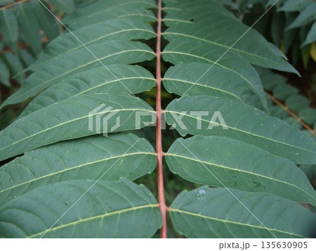 ニワウルシの葉のアップ ニワウルシの葉のアップ 135630905