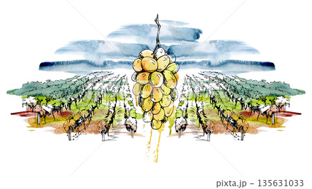 Mediterranean Tuscany vineyard panorama with hanging grape cluster in ink linework, watercolor wash sky, clouds backdrop. Illustration for winery produce labels, farm tourism design, food magazines. 135631033