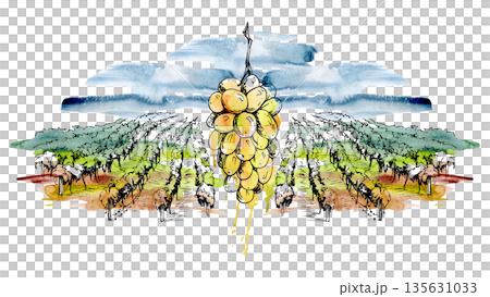 Mediterranean Tuscany vineyard panorama with hanging grape cluster in ink linework, watercolor wash sky, clouds backdrop. Illustration for winery produce labels, farm tourism design, food magazines. 135631033