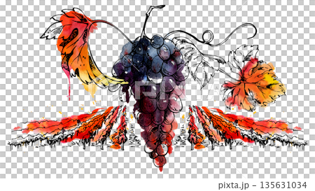 Countryside vineyard scene with rows of grapevines receding into horizon, grape bunch closeup with leaves and tendrils. Isolated hand drawn watercolor and ink illustration for winery promotion, menu 135631034