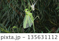キリギリスの羽化 135631112