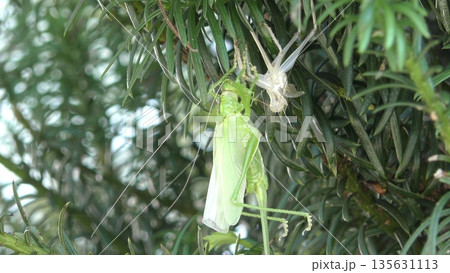 キリギリスの羽化 135631113