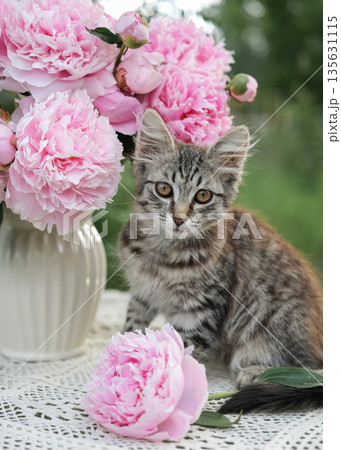 Charming kitten sits on white lace tablecloth next to vase of lush pink peonies. Suitable for themes of nature, pets and cozy aesthetic 135631115