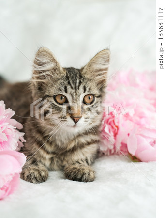 Cute tabby kitten with big eyes sits surrounded by bright pink peonies, evoking tenderness and beauty Cute tabby kitten with big eyes sits surrounded by bright pink peonies, evoking tenderness and beauty 135631117