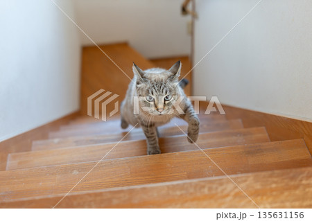 階段を上る猫　シャムトラ猫 135631156