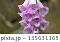 ジギタリスの花 135631165