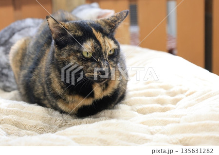 室内で飼育された猫のアップ 室内で飼育された猫のアップ 135631282
