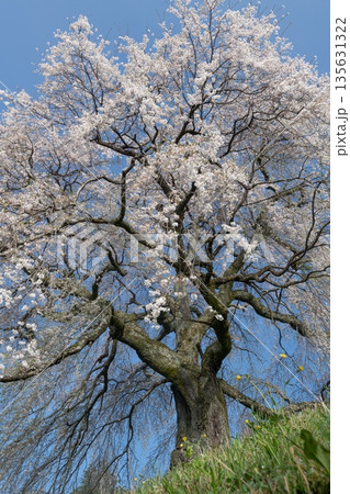 のどかな田舎に咲く満開の桜 のどかな田舎に咲く満開の桜 135631322