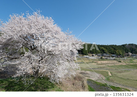 のどかな田舎に咲く満開の桜 135631324