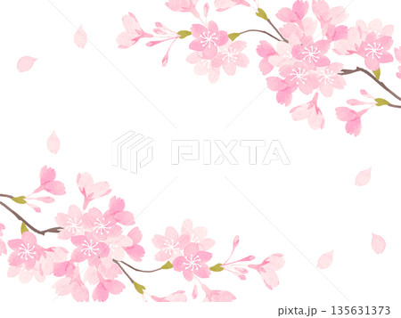 満開の桜の背景イラスト 満開の桜の背景イラスト 135631373