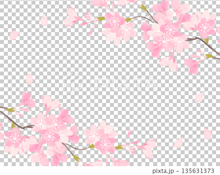櫻花在盛開的背景例證 135631373