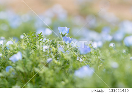 ネモフィラ畑 135631430
