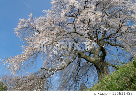のどかな田舎に咲く満開の桜 のどかな田舎に咲く満開の桜 135631458