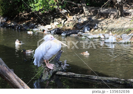 水辺でたたずむ1匹のモモイロペリカン 水辺でたたずむ1匹のモモイロペリカン 135632036