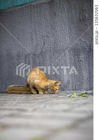 A cat is crouched on a cobblestone path, looking closely at something on the ground near a gray wall. It seems focused on finding something to eat 135632063