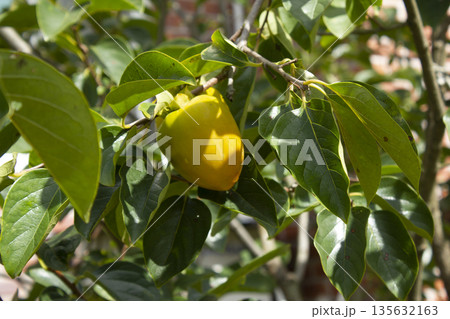 A persimmon tree with ripe orange fruit. A persimmon tree with ripe orange fruit. 135632163