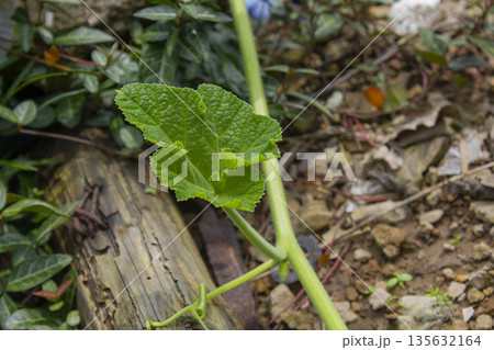 Close-up of a young pumpkin leaf 135632164