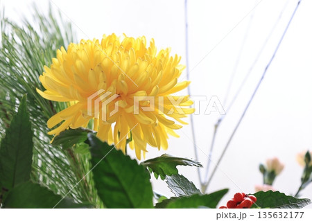 開花した黄色い菊の花 135632177