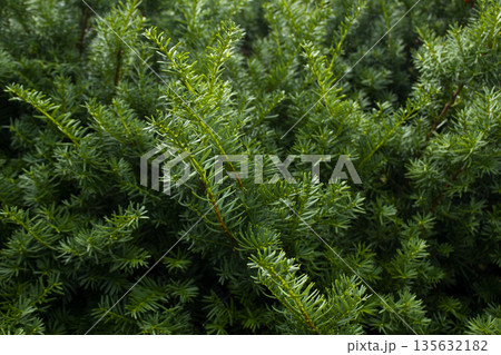 Taxus baccata close up. Green branches of yew tree(Taxus baccata, English yew 135632182