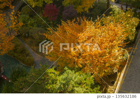 This is a top view of autumn trees dyed red. 135632186