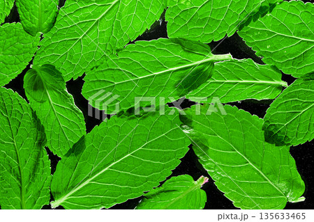 A close up of green mint leaves A close up of green mint leaves 135633465