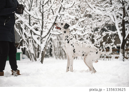 A person is playing with a dog in the snow A person is playing with a dog in the snow 135633625