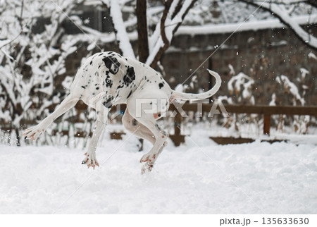A dalmatian dog is jumping in the snow 135633630