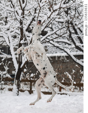 A dalmatian dog is jumping in the snow 135633631