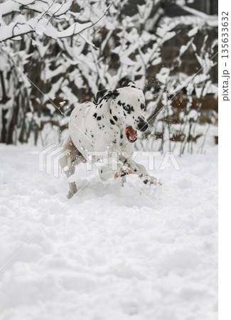 A dalmatian dog is running through the snow, leaving paw prints behind A dalmatian dog is running through the snow, leaving paw prints behind 135633632