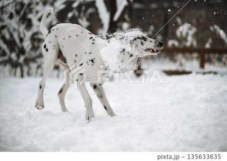 A dalmatian dog is playing in the snow and has a white collar on A dalmatian dog is playing in the snow and has a white collar on 135633635