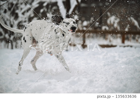 A dalmatian dog is running through the snow, splashing water everywhere A dalmatian dog is running through the snow, splashing water everywhere 135633636