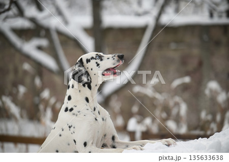 A Dalmatian dog is laying in the snow, looking at the camera A Dalmatian dog is laying in the snow, looking at the camera 135633638