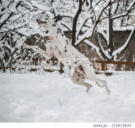 A dalmatian dog is playing in the snow, jumping and running around 135633643