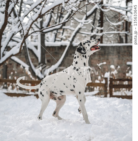 A dalmatian dog is standing in the snow A dalmatian dog is standing in the snow 135633645