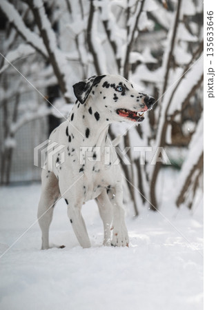 A dalmatian dog is walking in the snow A dalmatian dog is walking in the snow 135633646