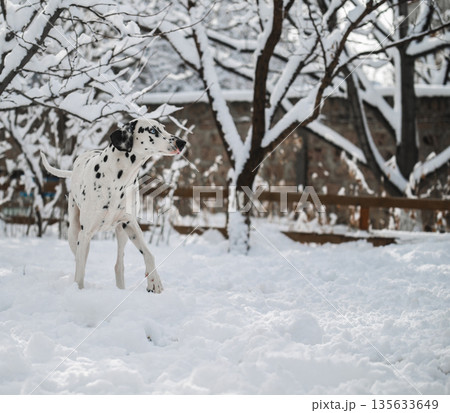 A white dalmatian dog with black spots is walking in the snow 135633649