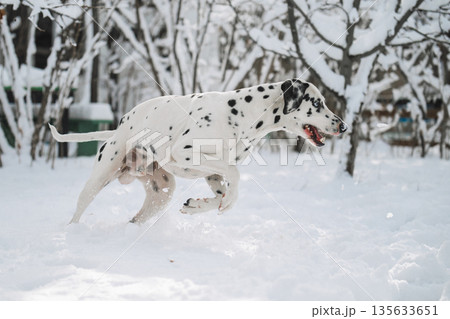 A white dog is running through the snow 135633651