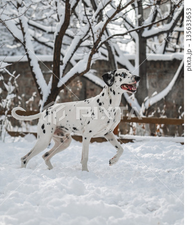 A Dalmatian dog is running through the snow 135633653
