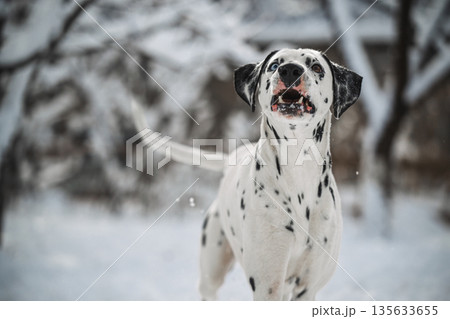 A dalmatian dog is standing in the snow A dalmatian dog is standing in the snow 135633655
