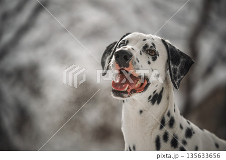 A dalmatian dog with a black and white coat is smiling and looking at the camera 135633656