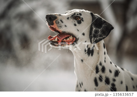 A dalmatian dog with black and white spots is standing in the snow A dalmatian dog with black and white spots is standing in the snow 135633657