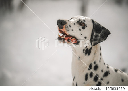 A dalmatian dog with black and white spots is looking at the camera A dalmatian dog with black and white spots is looking at the camera 135633659