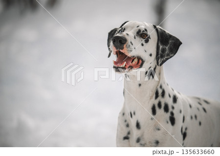 A dalmatian dog with a black and white coat is standing in the snow A dalmatian dog with a black and white coat is standing in the snow 135633660