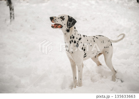 A dalmatian dog is standing in the snow A dalmatian dog is standing in the snow 135633663